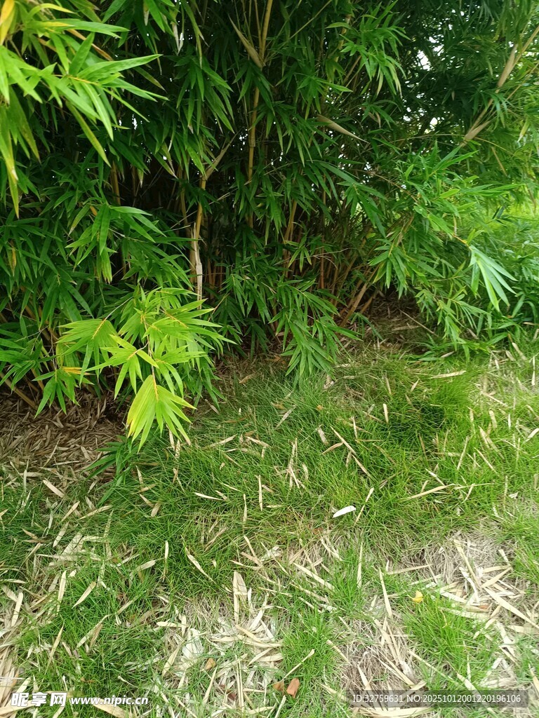 绿意盎然的户外植物景观