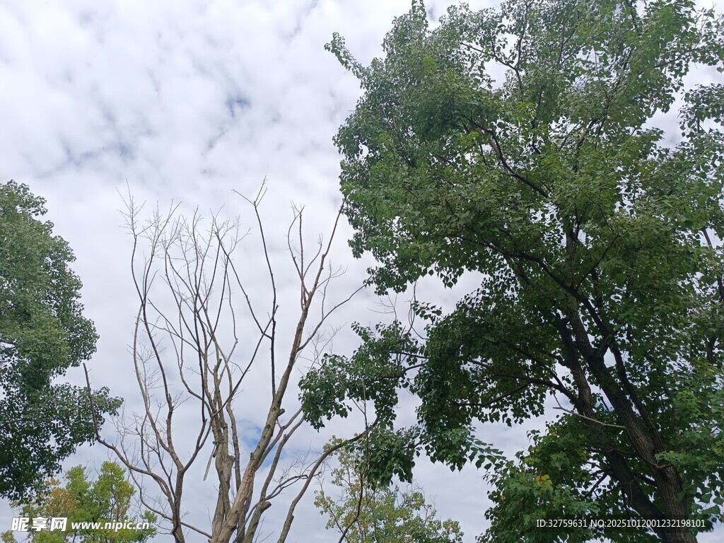绿树与枯树的天空景象