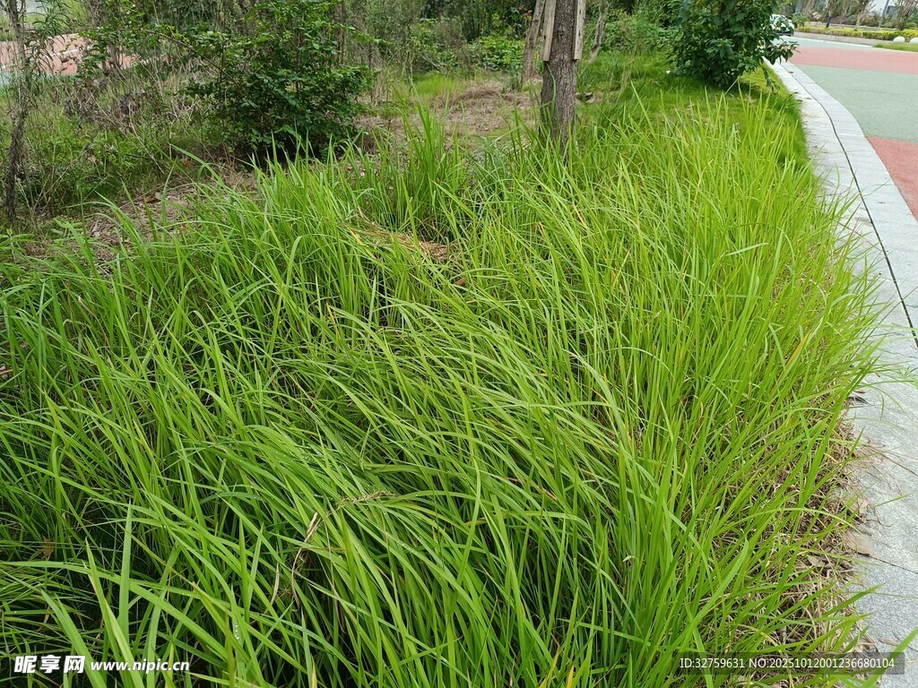 路边茂盛的绿色草丛