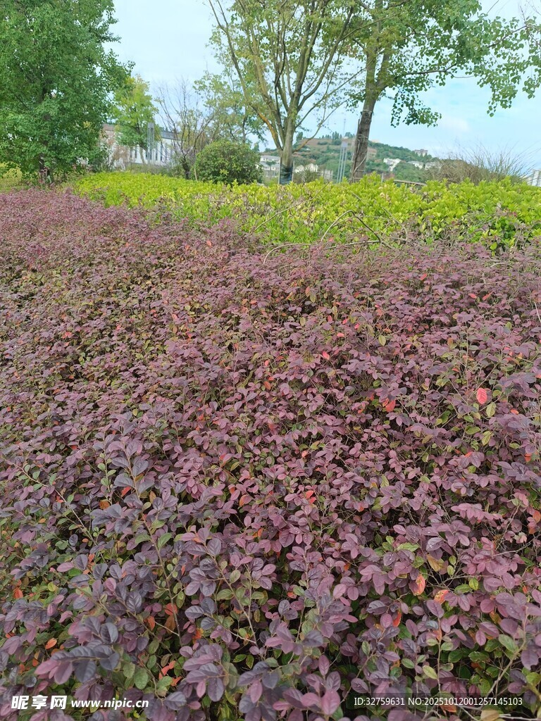 紫叶植物景观