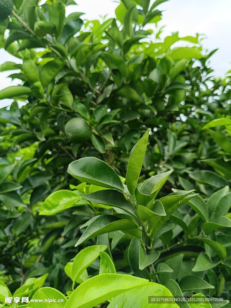 绿叶间的青果