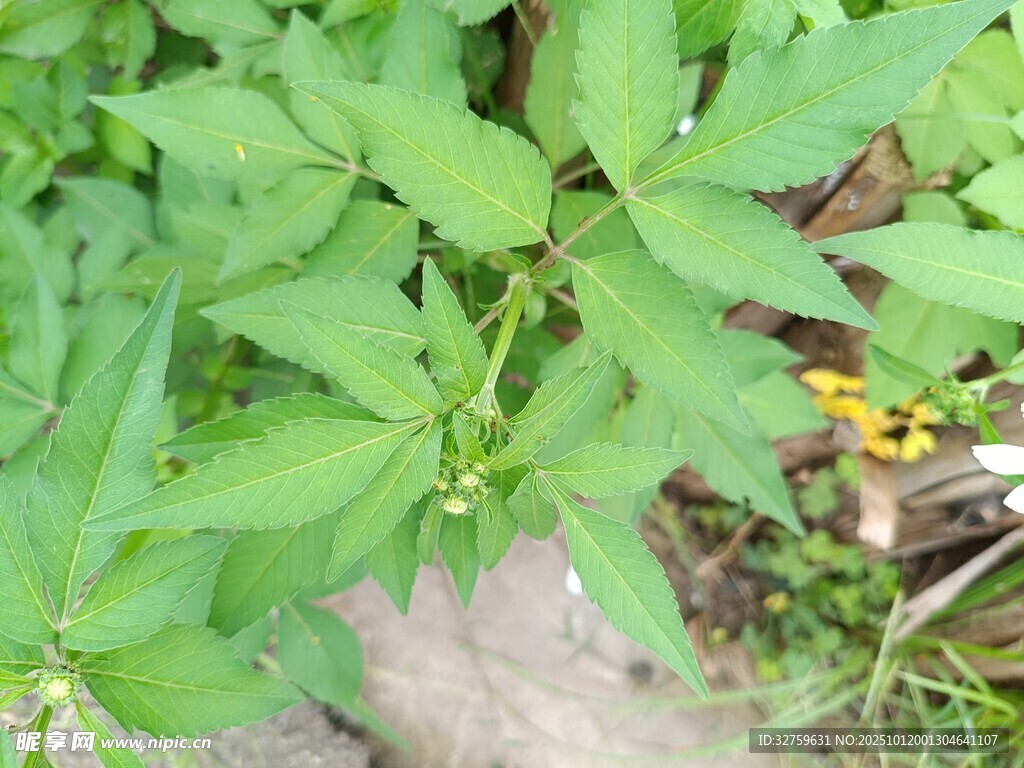 翠绿植物叶片特写