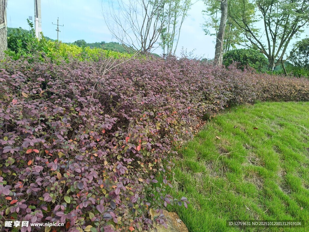 紫叶植物与绿草景观
