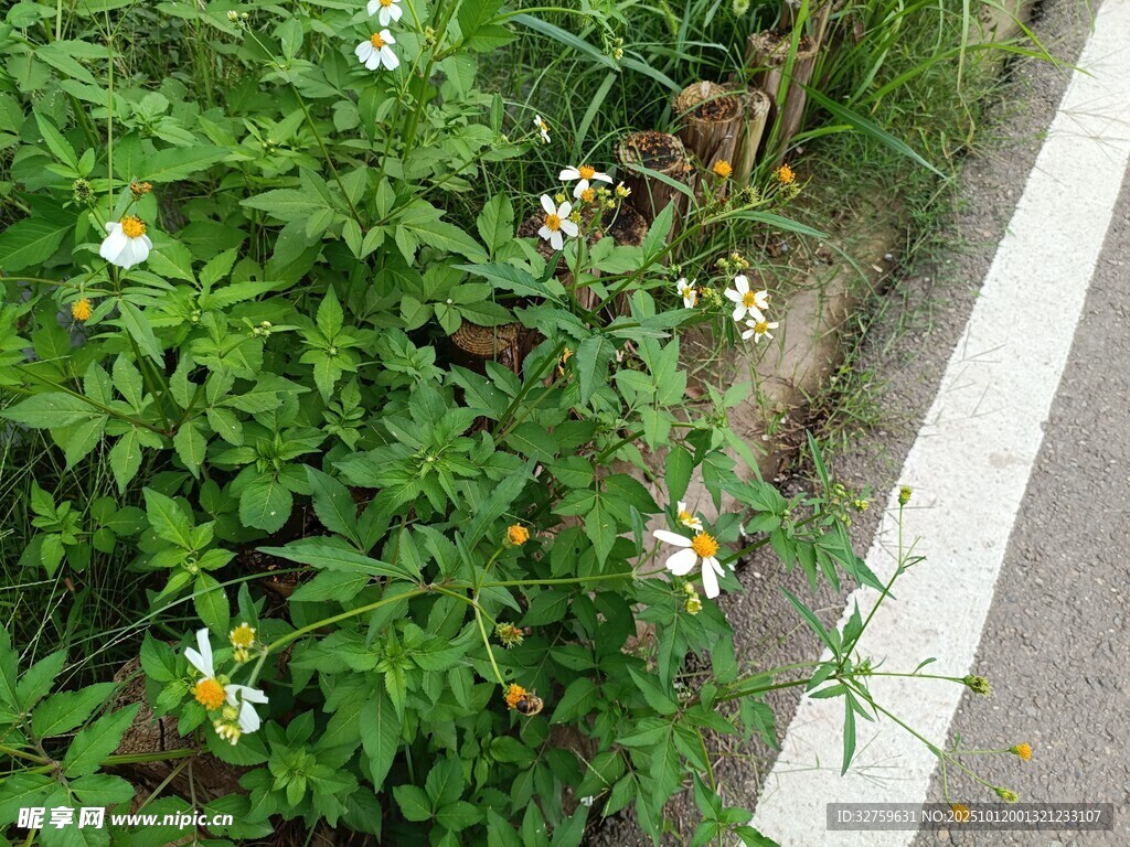 路边绽放的清新小白花