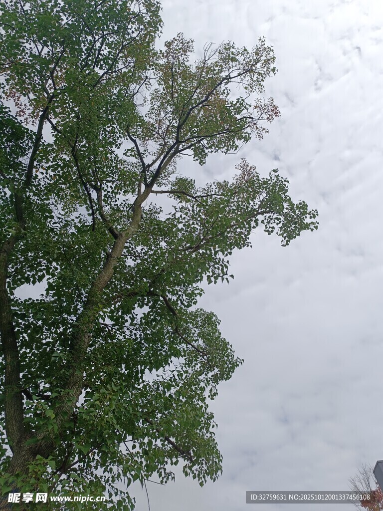 枝头绿意 