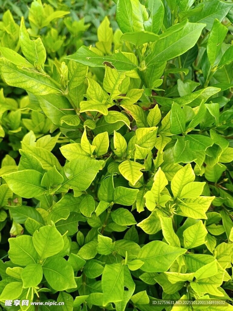 翠绿繁茂的清新植物叶片