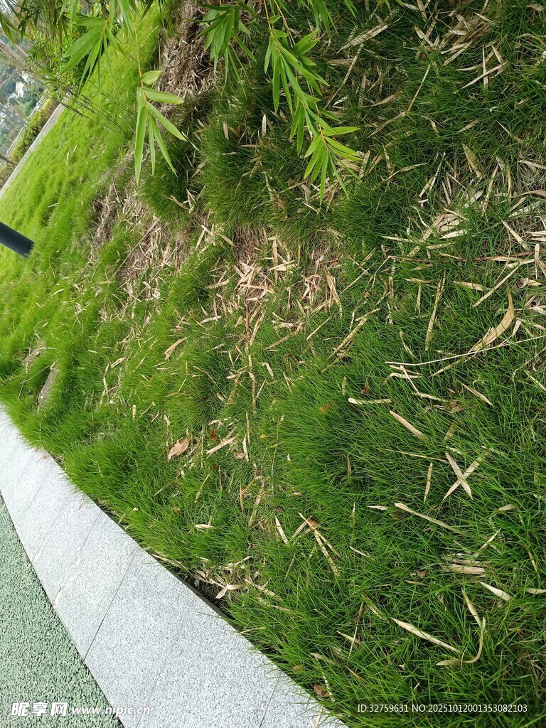 路边翠绿草地