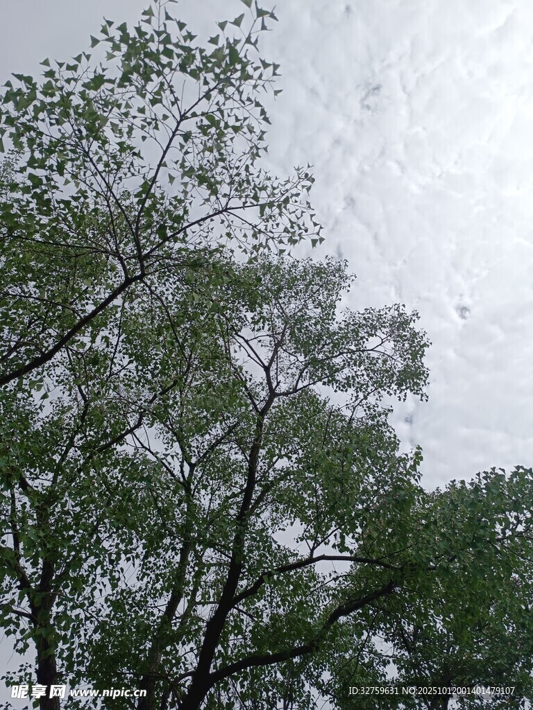 仰视葱郁树木枝叶