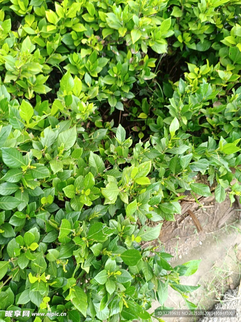 翠绿繁茂的灌木丛