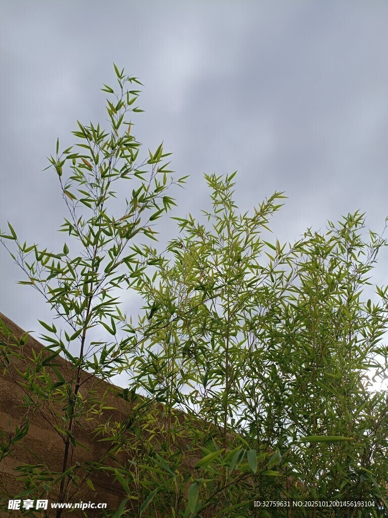 阴天里的翠绿树木