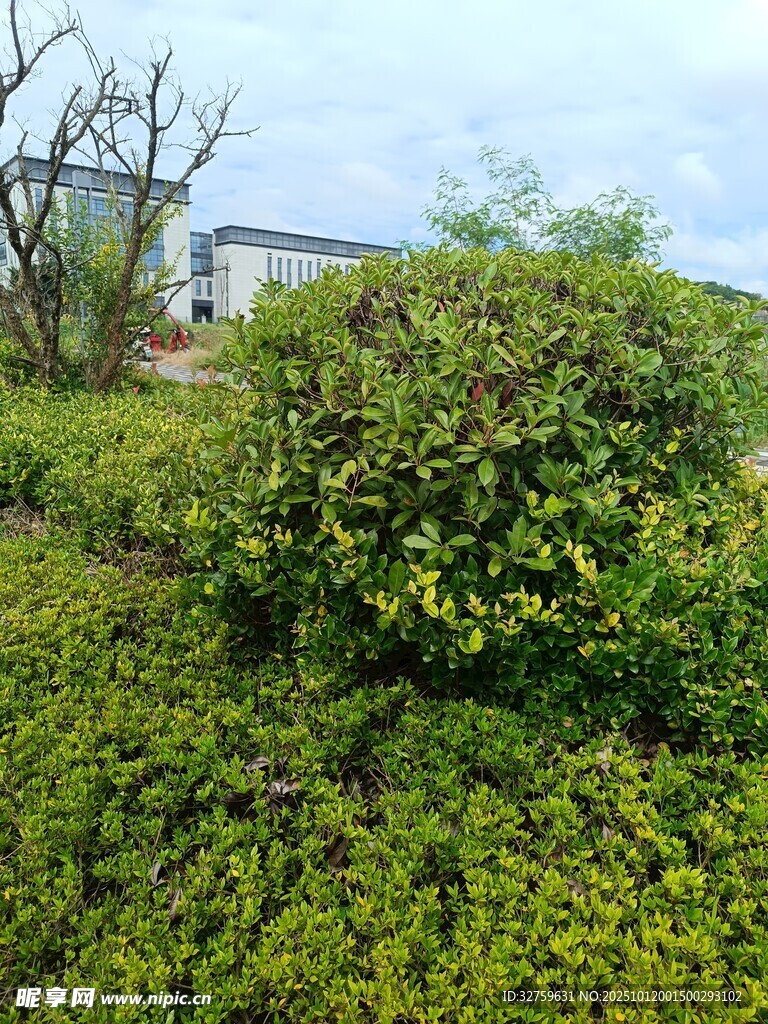 绿意盎然的灌木丛景观