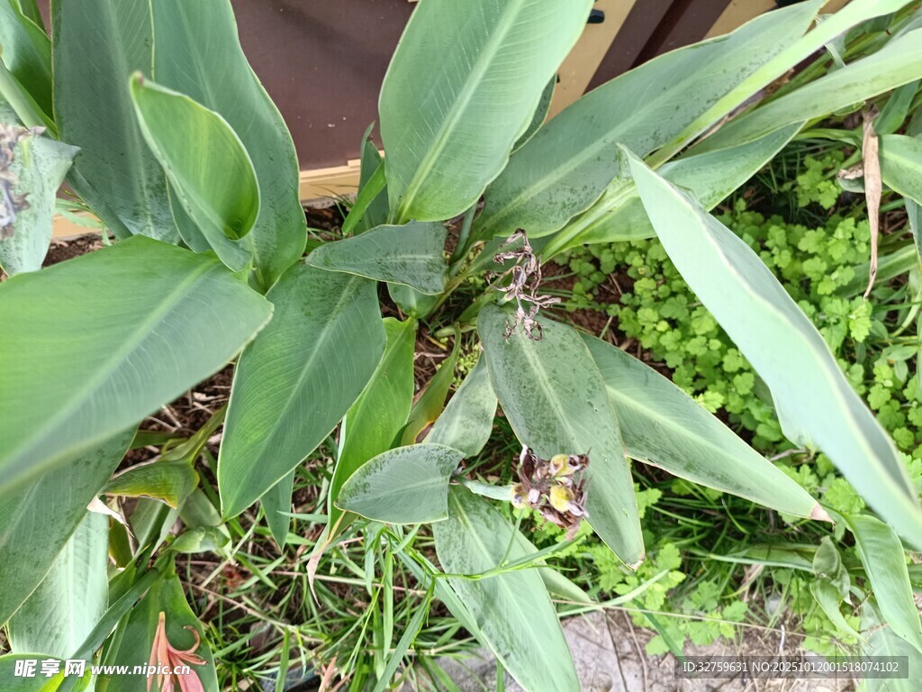 绿叶繁茂的植物景象