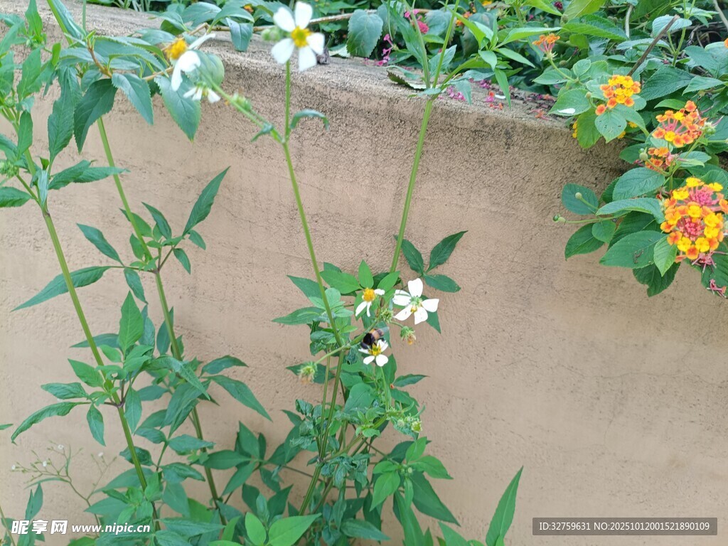 墙边绽放的多彩花卉