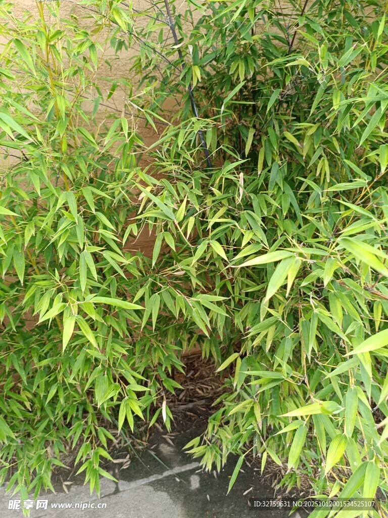 翠绿竹林景观