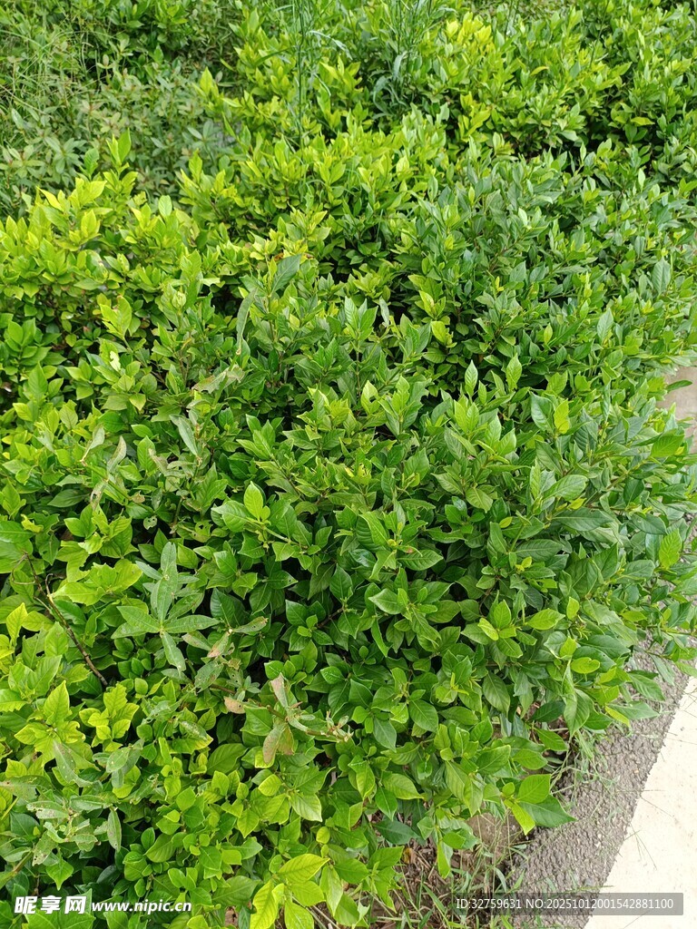 翠绿灌木景观