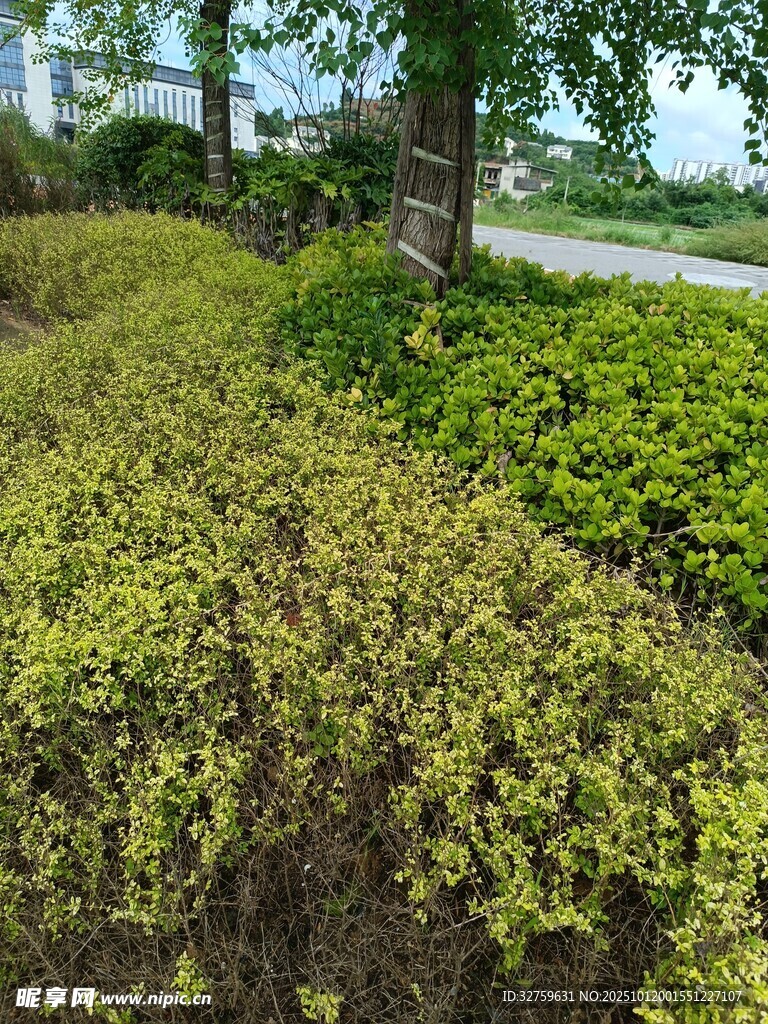 路边绿意盎然的灌木景观