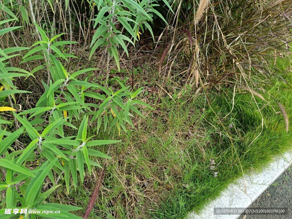 路边生长的绿色植物