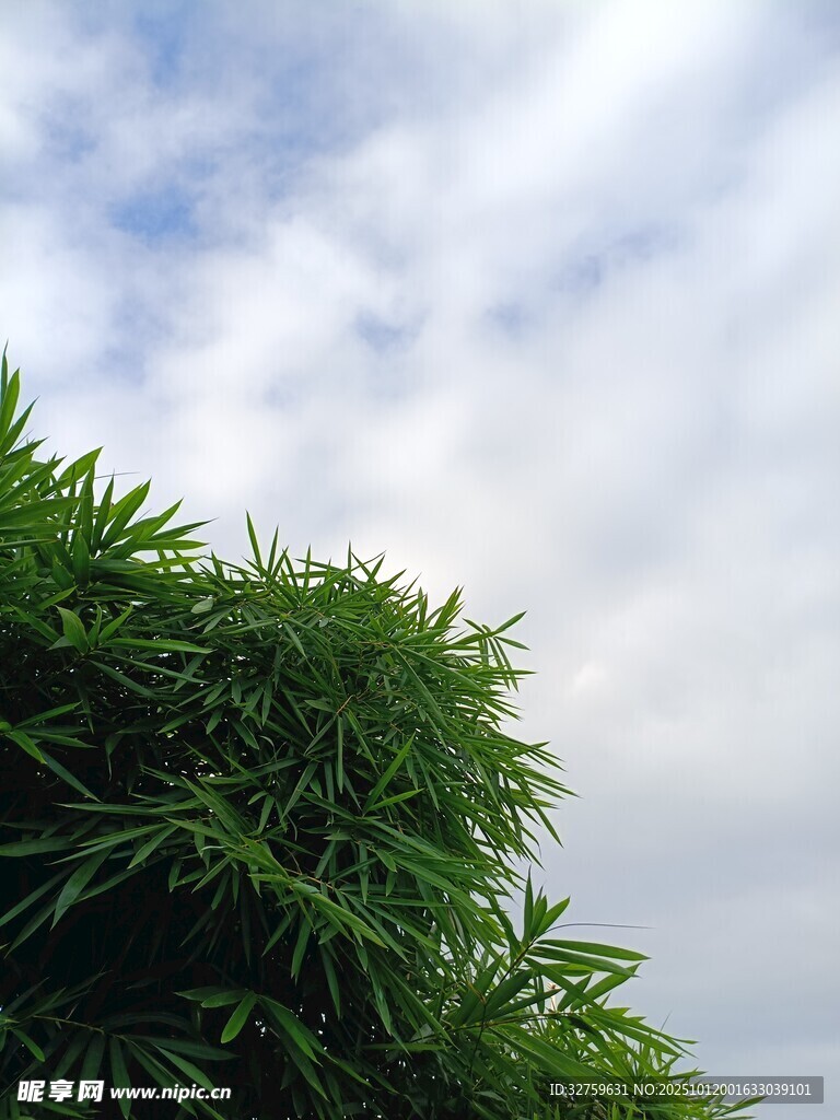 翠绿竹叶与蓝天白云