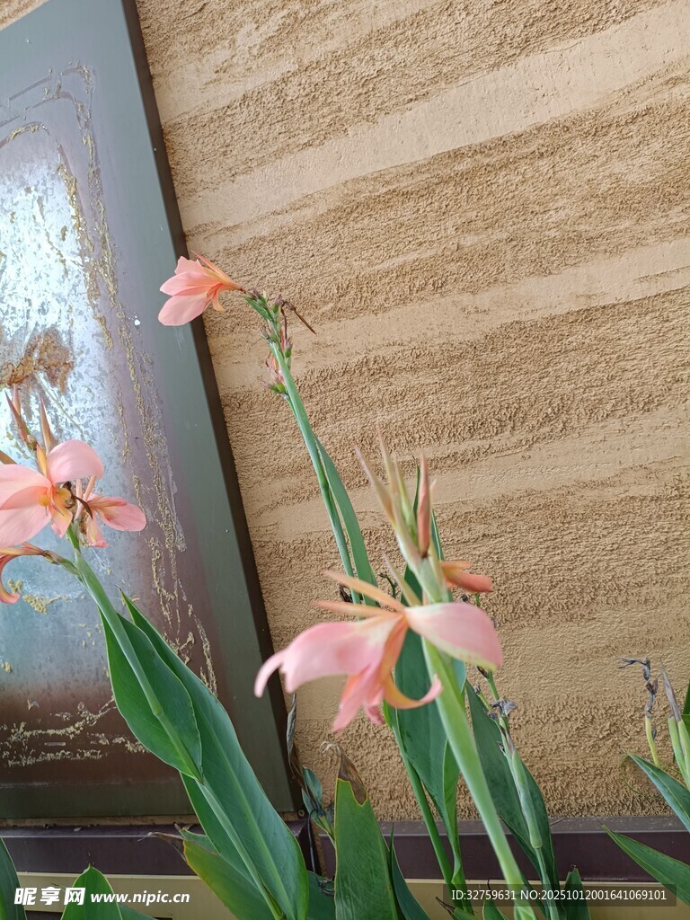 窗边绽放的粉色优雅花朵