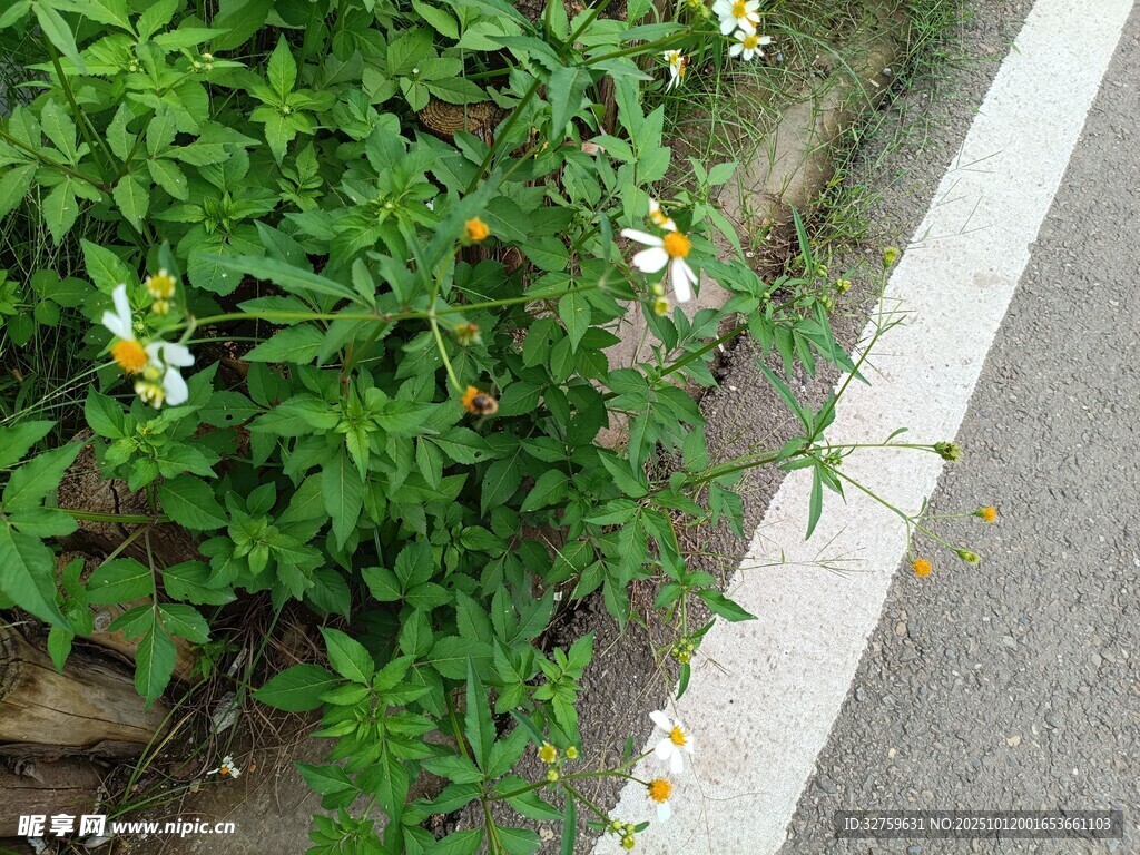 路边绽放的清新小花