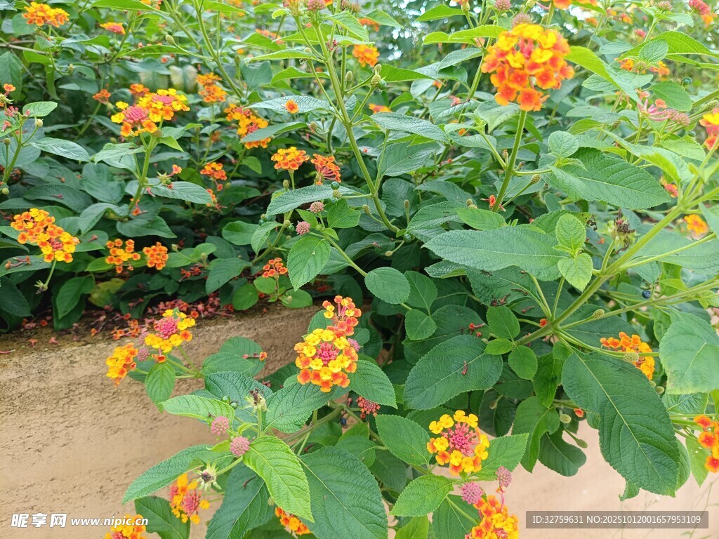 橙色花卉绽放于绿叶间