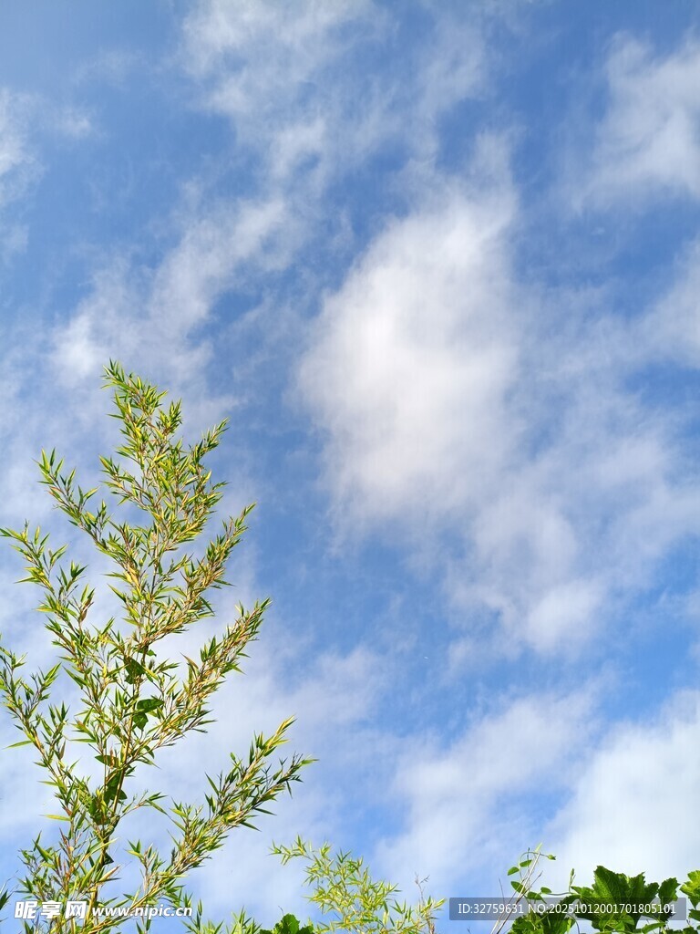 蓝天绿树间的清新景致