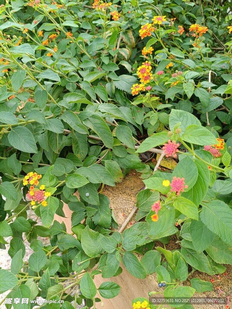 多彩花卉植物景观