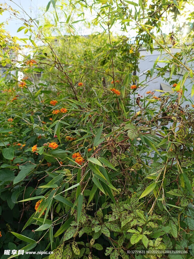 绿叶间的橙色果实景观