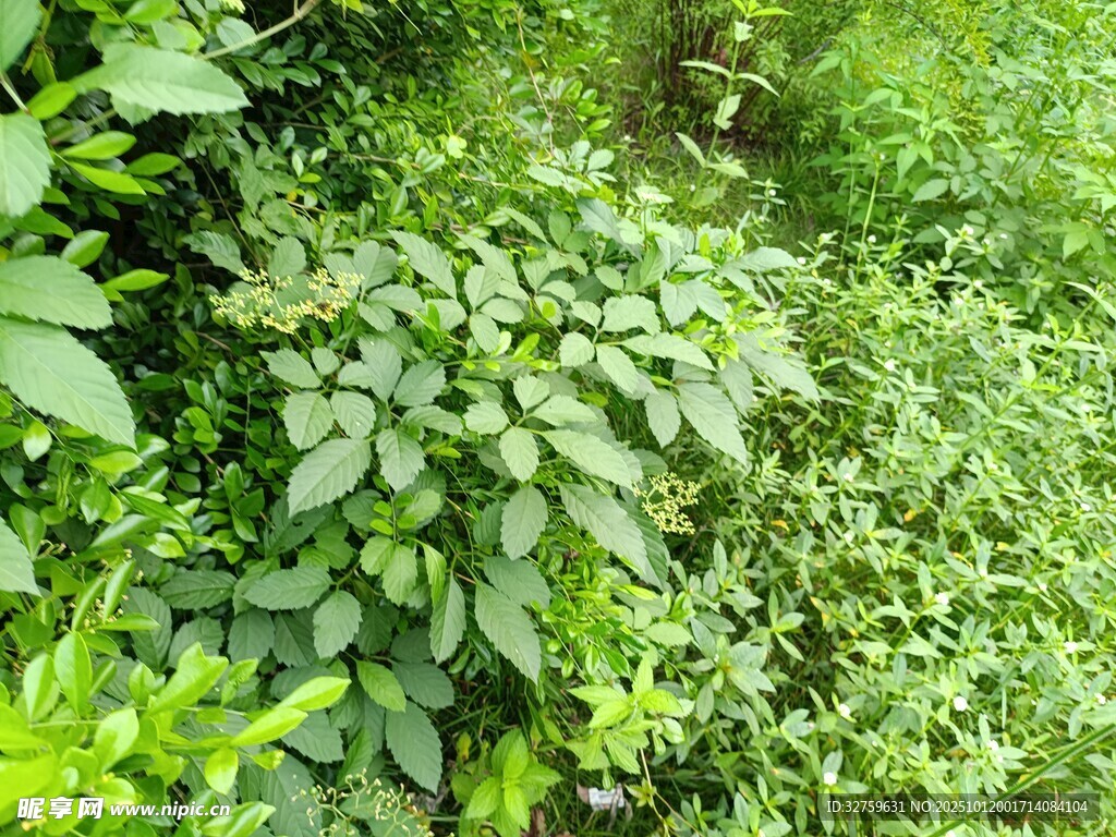 繁茂绿植景观