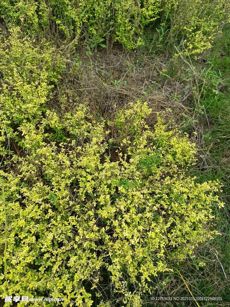 黄绿色灌木丛景观