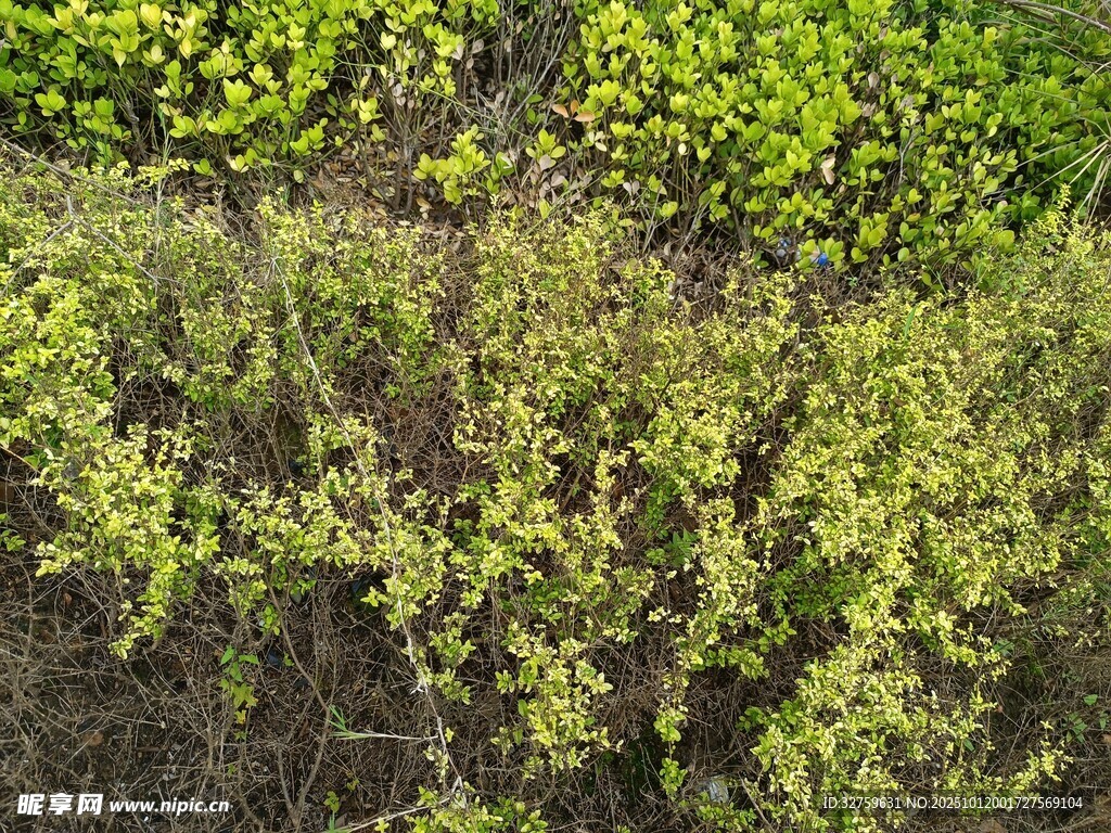 绿意盎然的植物景观