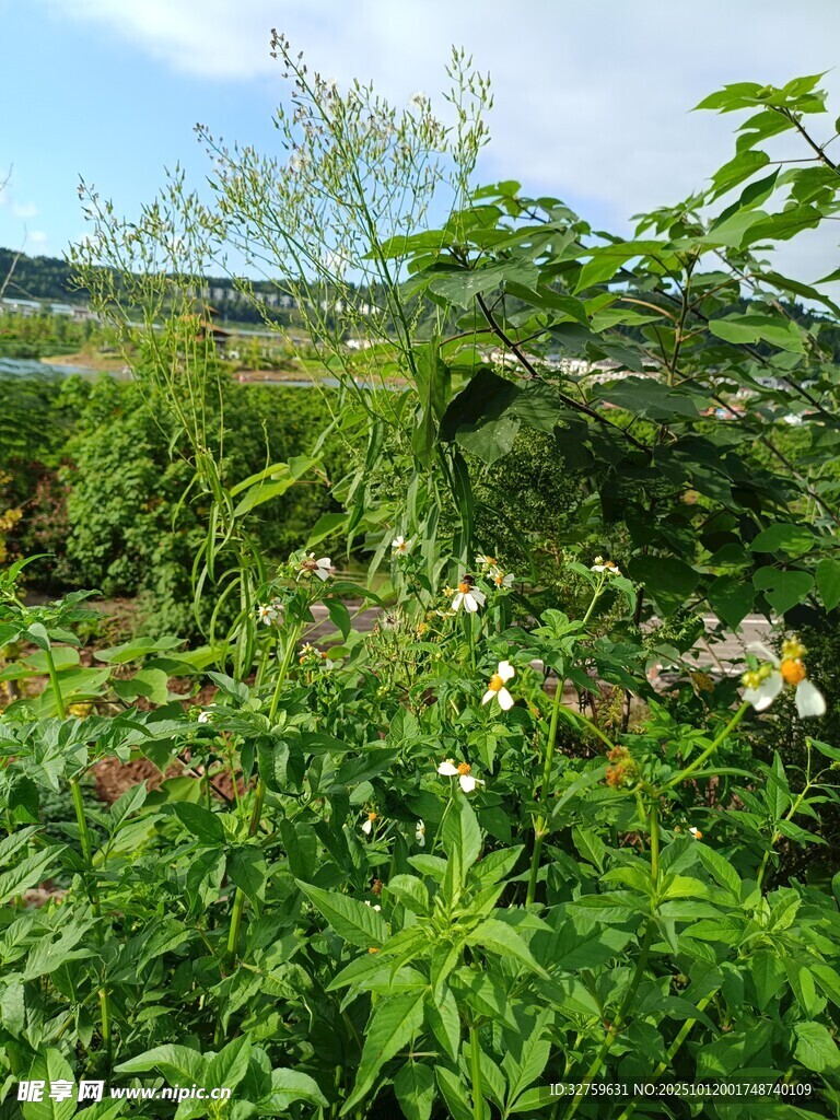 绿意盎然的田园植物景观