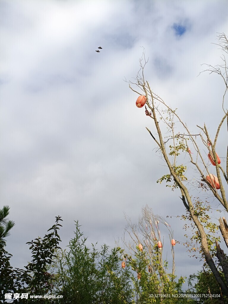 枝头挂果的秋日田园景象