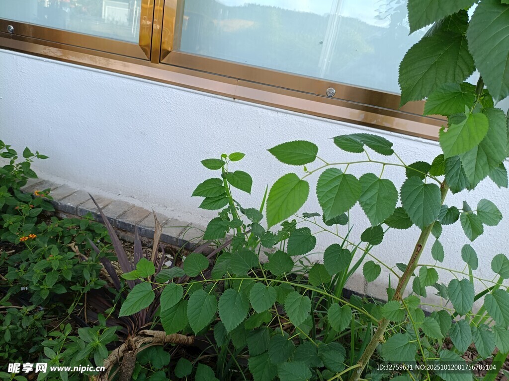 窗边生长的翠绿植物