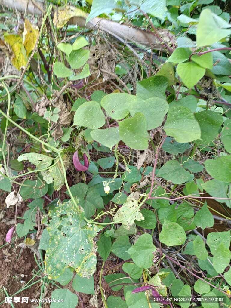 绿叶藤蔓植物自然景象