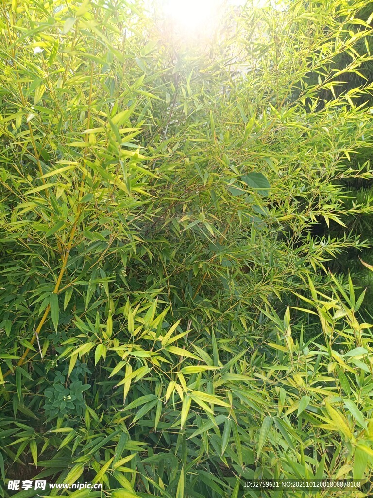 阳光照耀下的翠绿竹林
