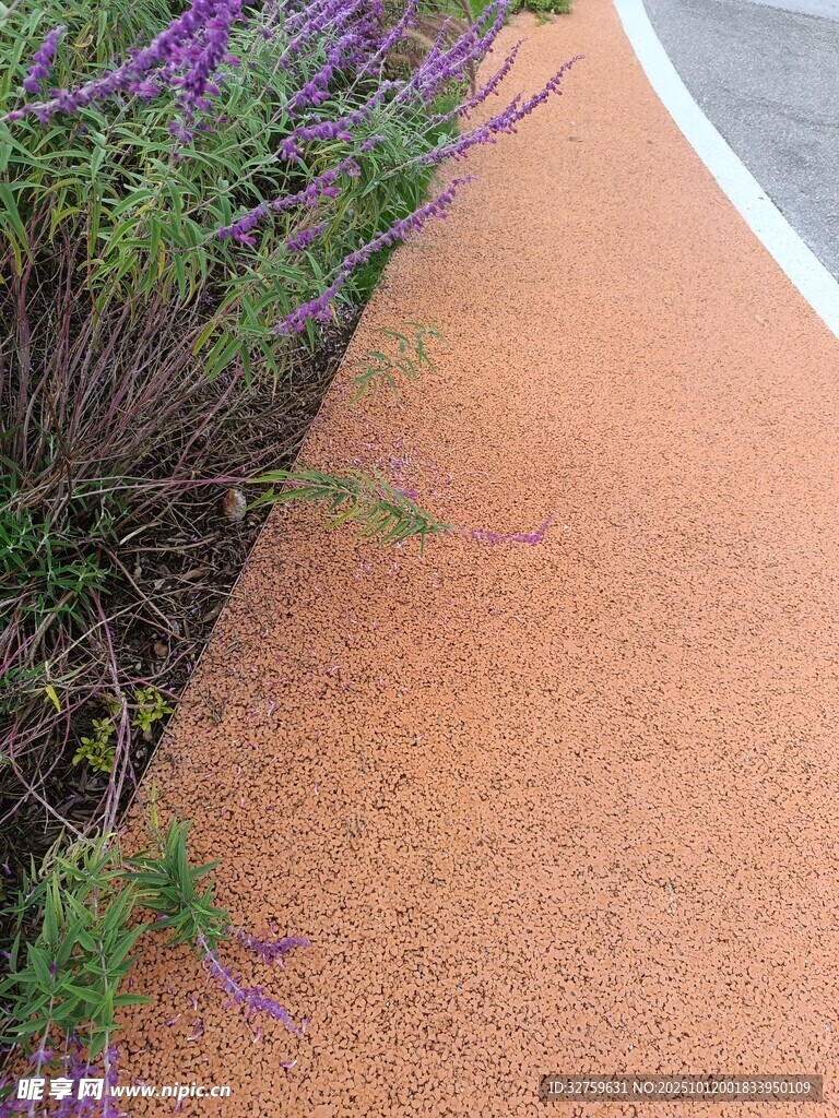 橙色步道旁的紫色植物