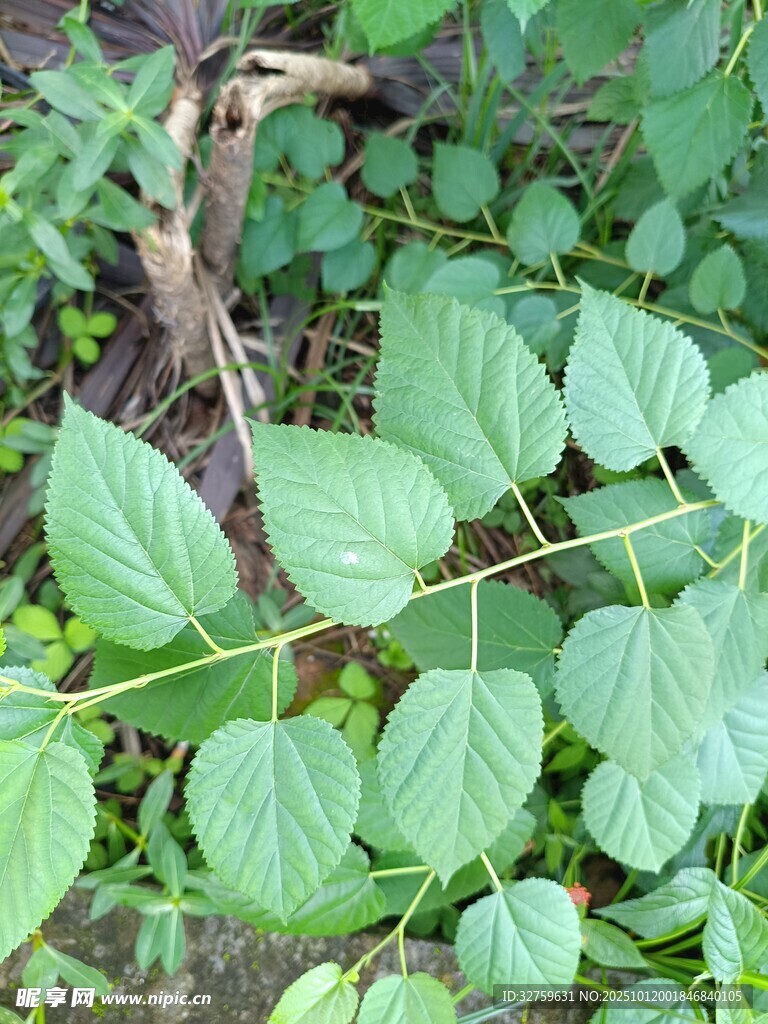 绿叶繁茂的植物景象