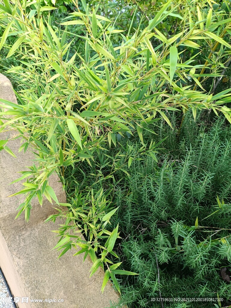 翠绿竹叶旁的木质路径