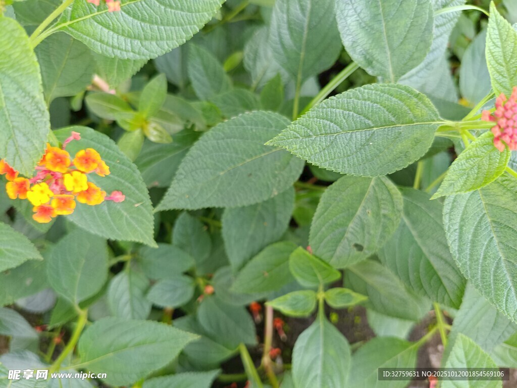 绿叶间的橙红小花