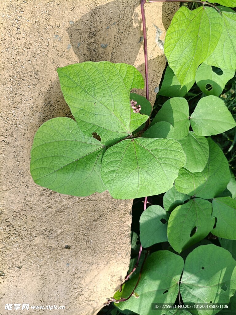 绿叶植物特写