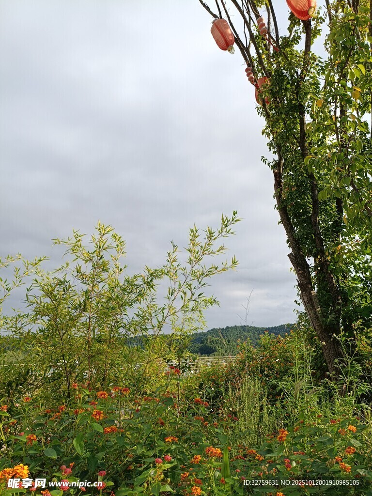 田野中的多彩植物景观
