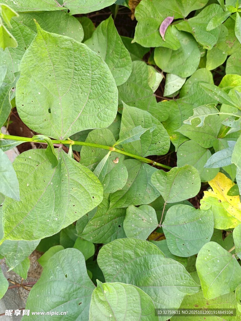翠绿繁茂的叶片植物
