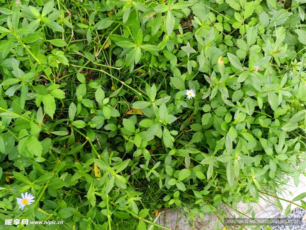 翠绿繁茂的地面绿植景观