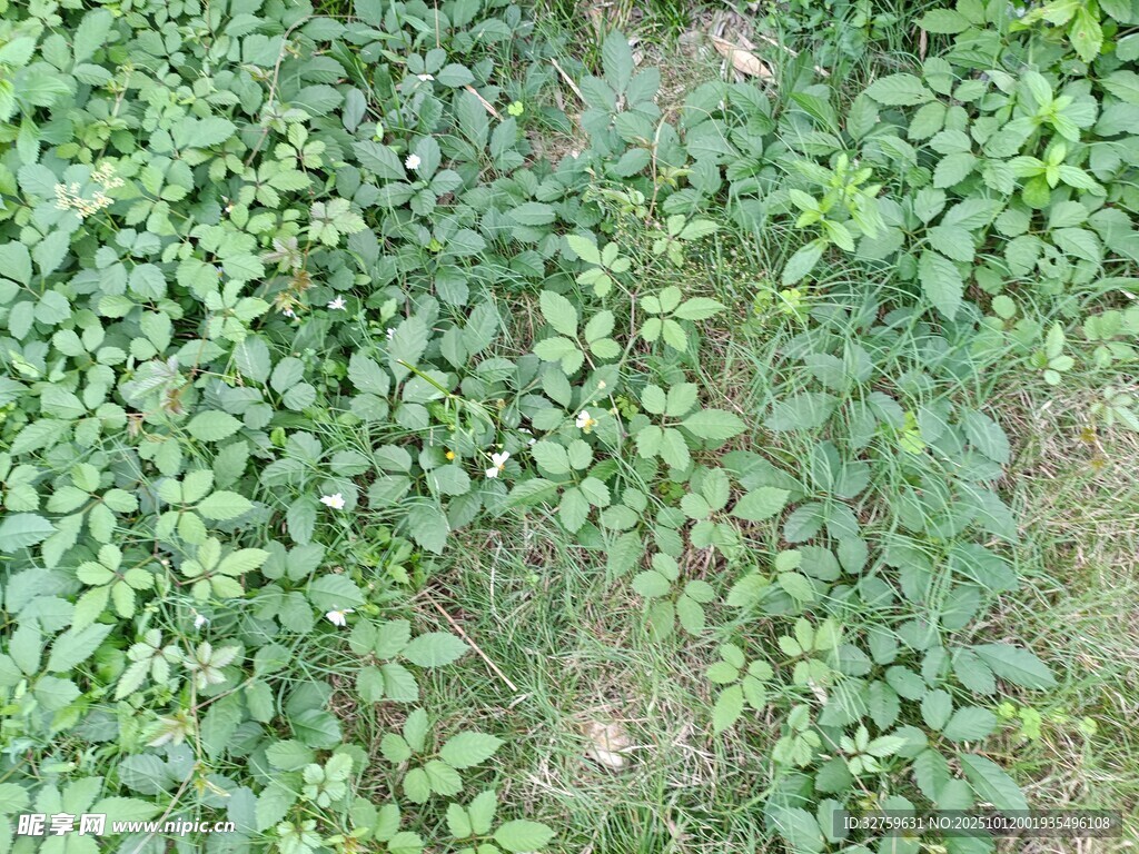 翠绿繁茂的地面绿植景观