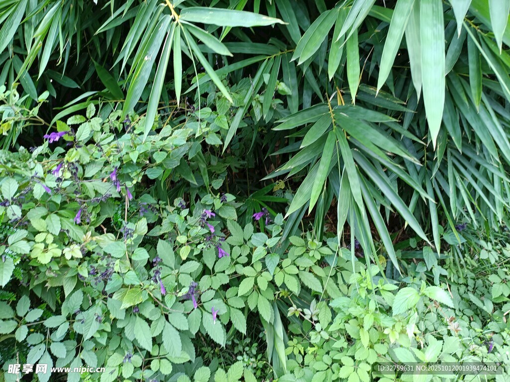 繁茂绿植景观