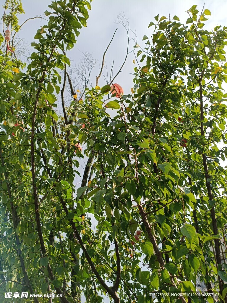 绿叶间的生机景象