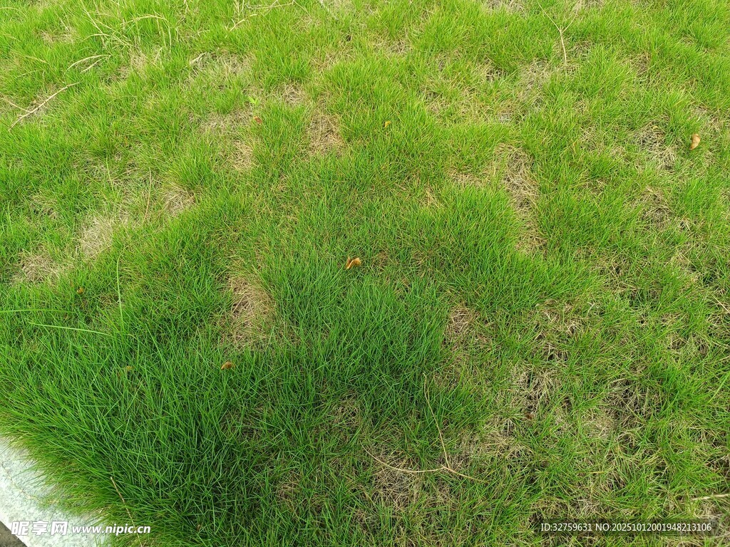 翠绿草坪景观