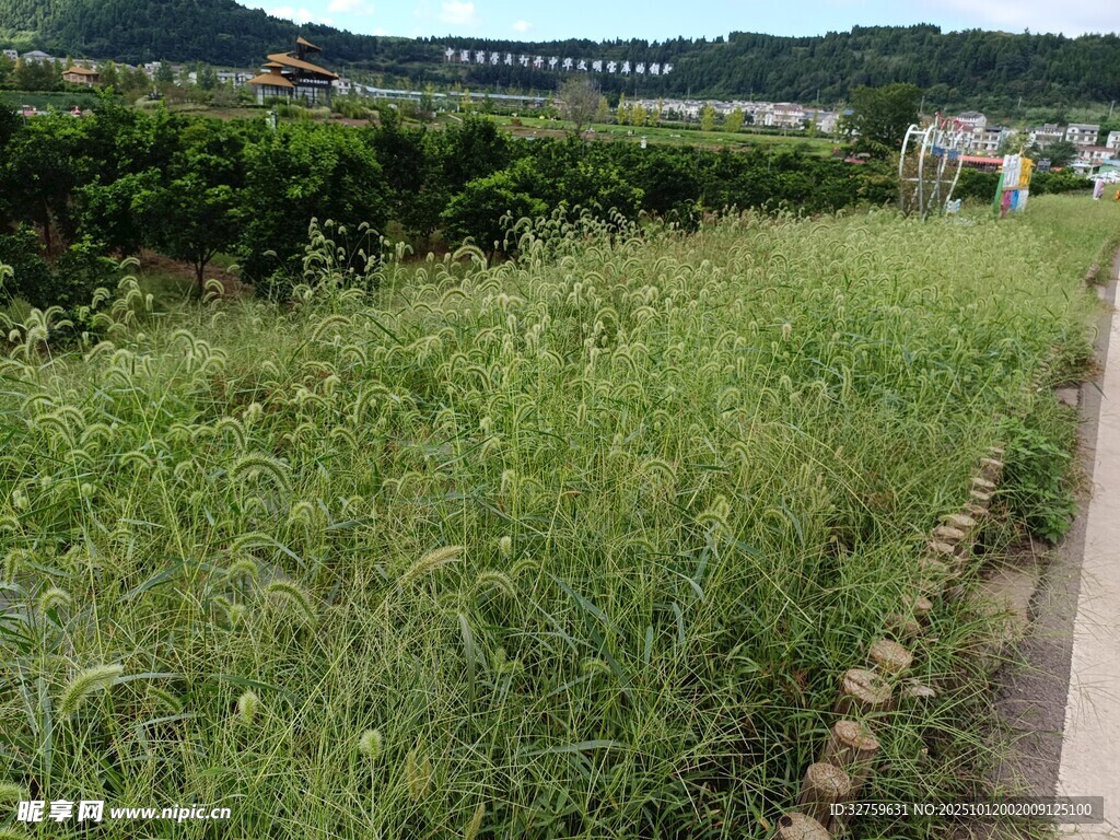 田野中的绿色植物景观