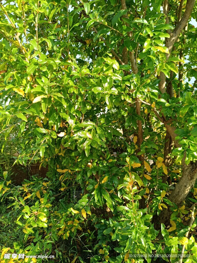 繁茂绿树 